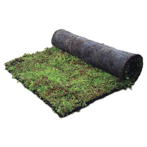 Sedum busen