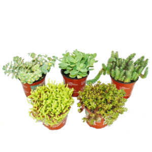 Sedum u sadnice (Φ9 saksija)